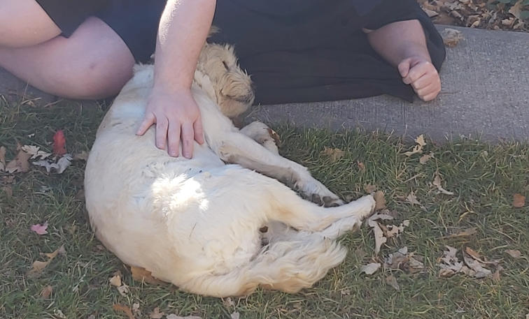 Petting a relaxed dog