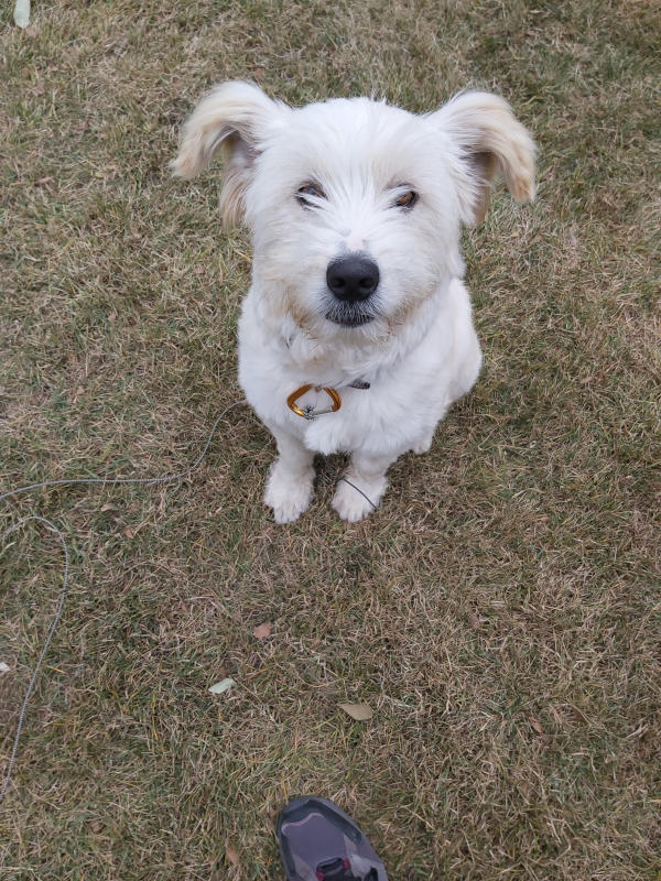 Picture of dog sitting on the grass, giving me puppy dog eyes for a treat.